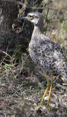 Burhinus capensis