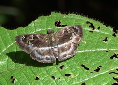 Quadrus cerialis