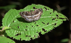 Quadrus cerialis