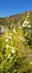 Salvia chamelaeagnea