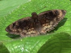 Carcharodini