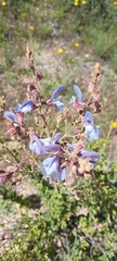 Salvia chamelaeagnea