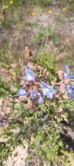 Salvia chamelaeagnea