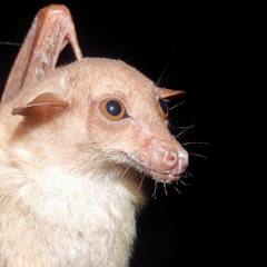 Macroglossus minimus