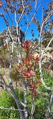 Leucadendron discolor