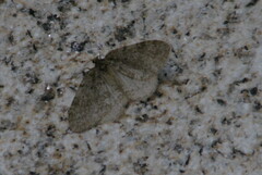 Operophterini