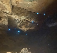 Arachnocampa