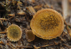 Ascobolus furfuraceus