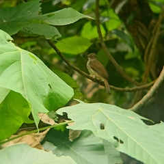 Rubigula erythropthalmos