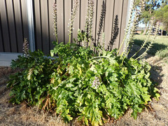 Acanthus mollis