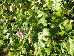 Acanthus mollis
