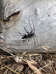 Phoracantha semipunctata