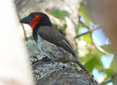 Lybius torquatus torquatus
