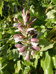 Acanthus mollis