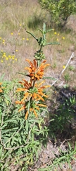 Leonotis leonurus