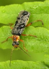 Cantharis nigricans