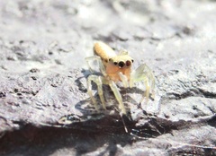 Cosmophasis lami