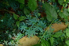 Selaginella uncinata