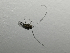Psocodea
