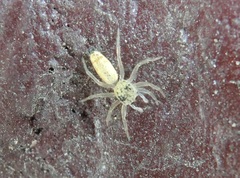 Cosmophasis lami