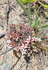 Crassula pruinosa