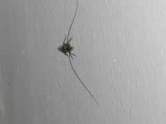 Psocodea