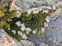 Dichosciadium ranunculaceum
