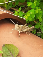 Schistocerca gregaria