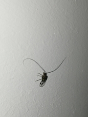 Psocodea
