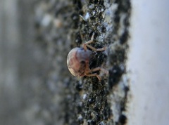 Araecerus