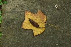 Liriodendron chinense