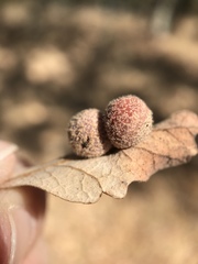 Cynips multipunctata