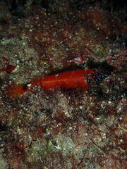 Tripterygion melanurus