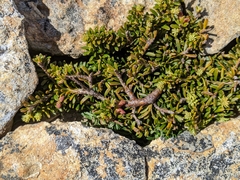 Podocarpus lawrencei