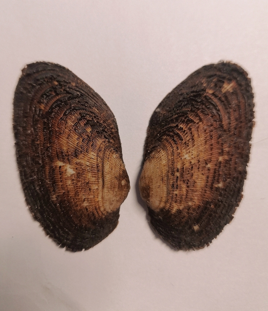Parallelodontidae