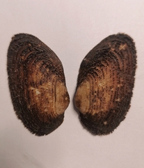 Porterius dalli