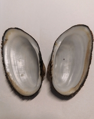 Porterius dalli