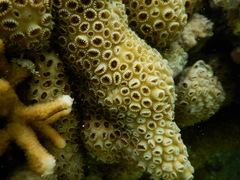 Palythoa tuberculosa