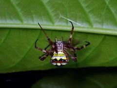 Argiope intricata