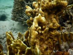 Millepora platyphylla