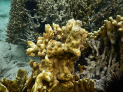 Millepora platyphylla