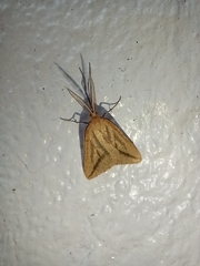 Aspitates collinaria