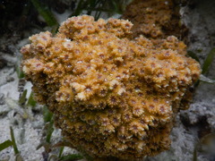 Echinopora hirsutissima