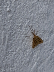 Aspitates collinaria