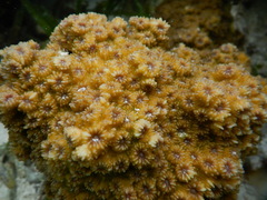 Echinopora hirsutissima