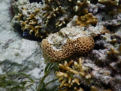 Gardineroseris planulata