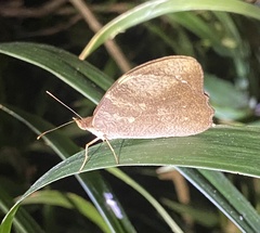Heteronympha mirifica