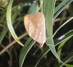 Heteronympha mirifica