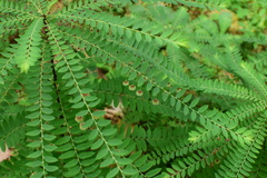 Phyllanthus chekiangensis
