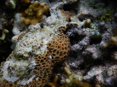 Gardineroseris planulata